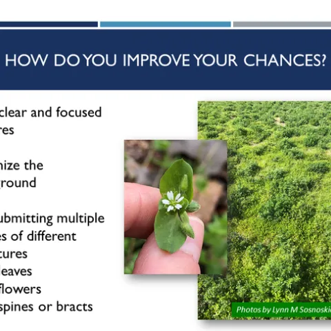 Improving your chances of a successful ID