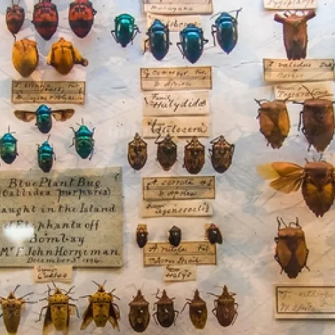 Antique bug collection. (Andrew Moore)