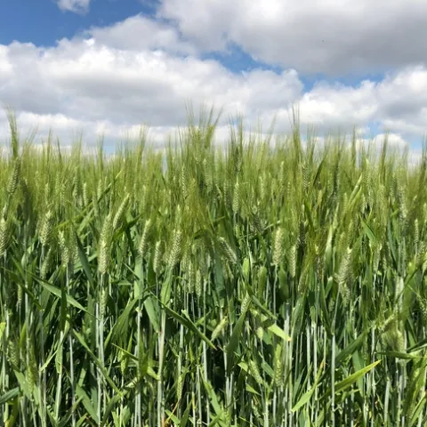 Small Grains in California