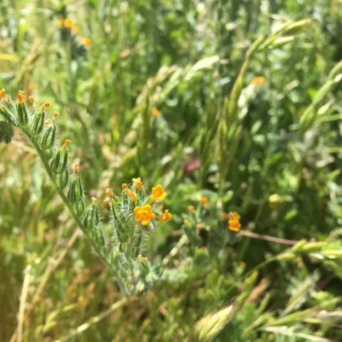 Fiddleneck inflorescence