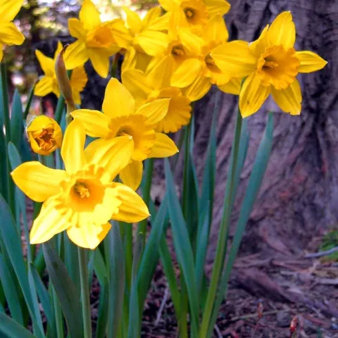 daffodils in Lake Arrowhead, California