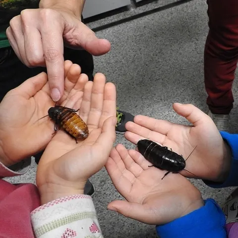 You can hold Madagascar hissing cockroaches from the Bohart Museum of Entomology's petting zoo, on Saturday, May 11 in the Floriculture Building, Dixon May Fair. (Photo by Kathy Keatley Garvey)