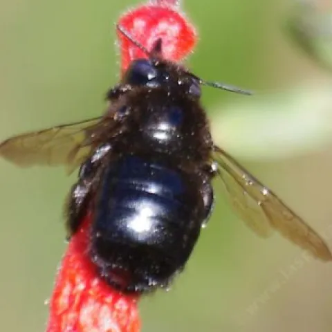 Little Carpenter Bee