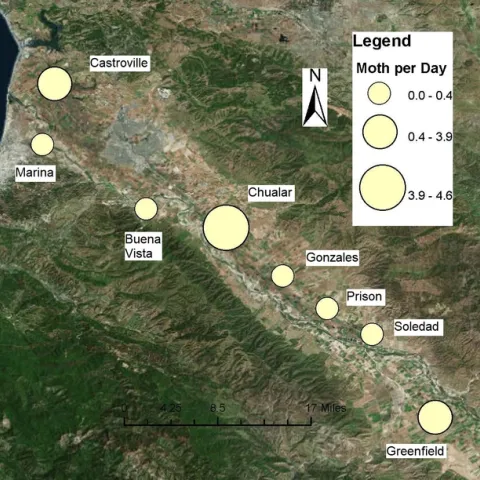 Dimondback moth captures collected on 5-7-19