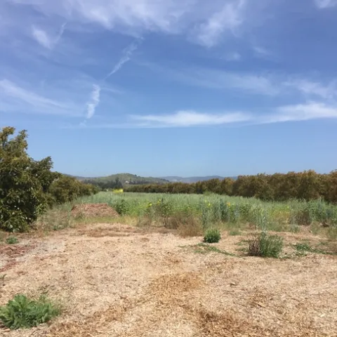 Petty Ranch Cover Crops and Mulching