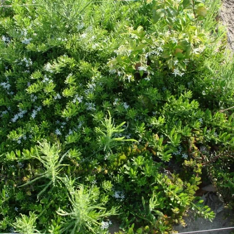 Jasmine overcrowded by myoporum and weeds.