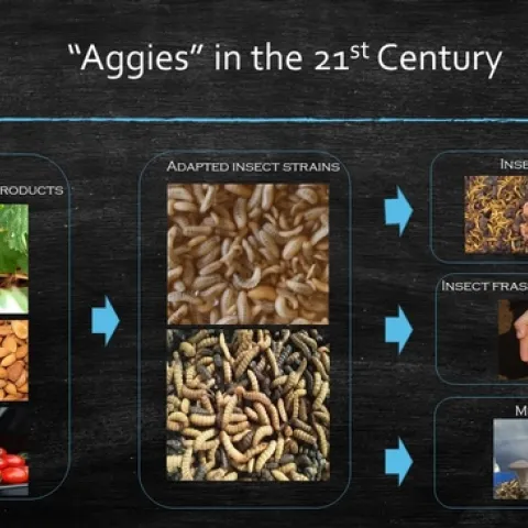 Doctoral student Trevor Fowles and major professor Christian Nansen are breeding insects to convert agricultural waste into usable products: 1) insect biomass, that can be fed to animals as a feed additive, used by the pharmaceutical industry, or used to produce biofuel, 2) insect frass and fragments from the bioconversion process can be used as soil amendment in high-value cropping systems, and 3) mushrooms can be grown on what the insects are unable to bioconvert.