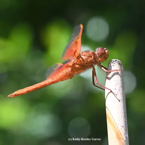 A male flameskimmer dragonfly, Libellula saturata, perches on a bamboo stake in Vacaville, Calif. (Photo by Kathy Keatley Garvey)