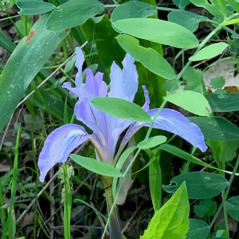 Douglas Iris from Certified California Naturalist Bruce Hartsough.