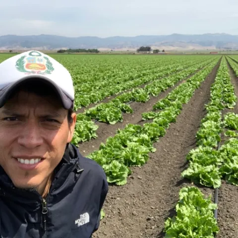 Alejandro Del Pozo-Valdivia, UC Cooperative Extension entomology advisor in Monterey, Santa Cruz and San Benito counties, in an iceberg lettuce field in Chualar, Calif.