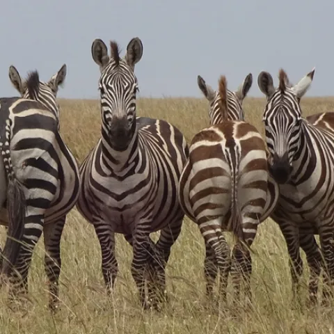 Zebras in Serengeti National Park. They are watching out for predators. (Photo by Patty Carey)