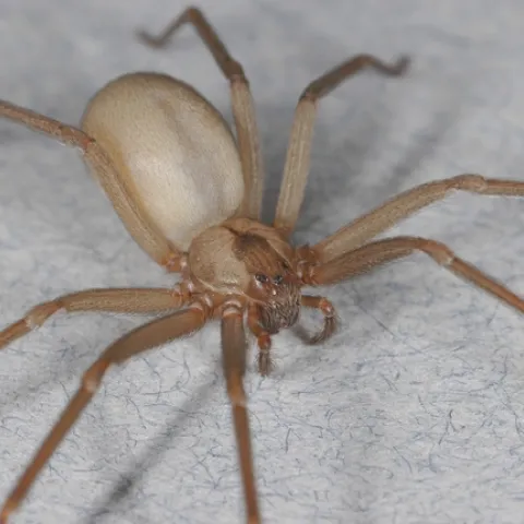 Adult brown recluse spider, <i>Loxosceles reclusa</i>. (Credit: R Vetter)
