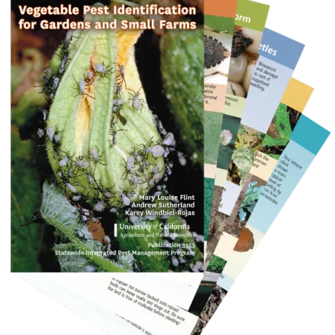 Vegetable Pest Identification cards