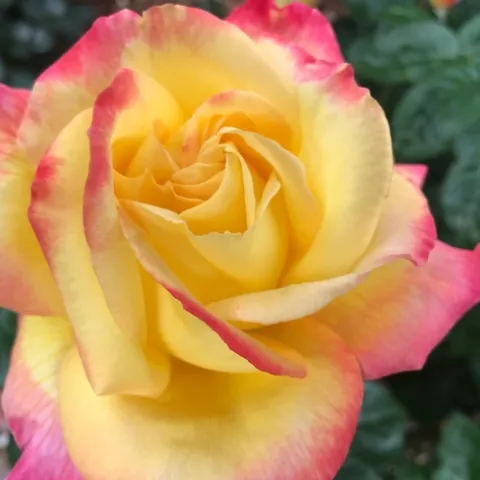 photo by Lowell Cooper