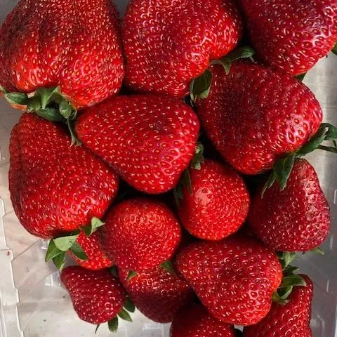 Typical basket composition for Monterey fruit picked May 20, after an inch of rain and evaluated May 22..