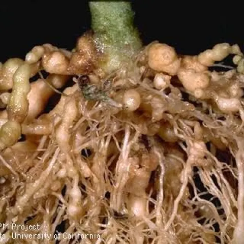 Root knot nematode galls. (Jack Kelly Clark, UC IPM)