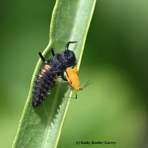 An immature lady beetle (larvae) chowing down on an oleander aphid. This photo was taken on a milkweed plant in Vacaville, Calif. (Photo by Kathy Keatley Garvey)