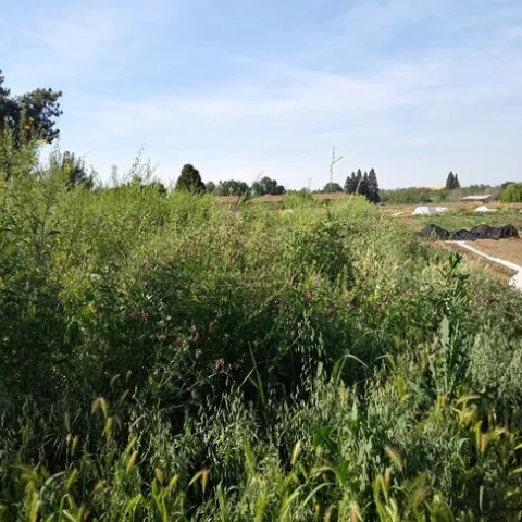 Quaker Oaks cover crop ready for mowing