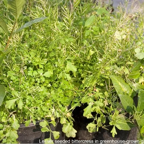 It Grows Like a Weed