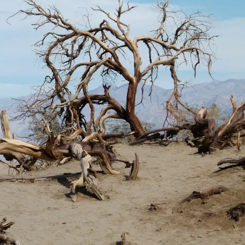 Invasive species threaten California's landscapes.