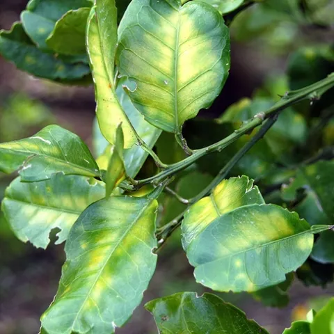A symptom of HLB in citrus is the yellowing of leaves on an individual limb or in one sector of a tree's canopy. (Photo: Citrus Pest and Disease Prevention Program)