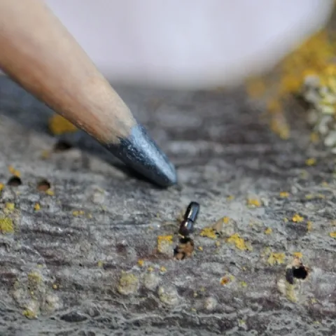UC Davis doctoral student and forest entomologist Jackson does research on the chemical ecology of an invasive bark beetle, the walnut twig beetle. (Photo by Kathy Keatley Garvey)