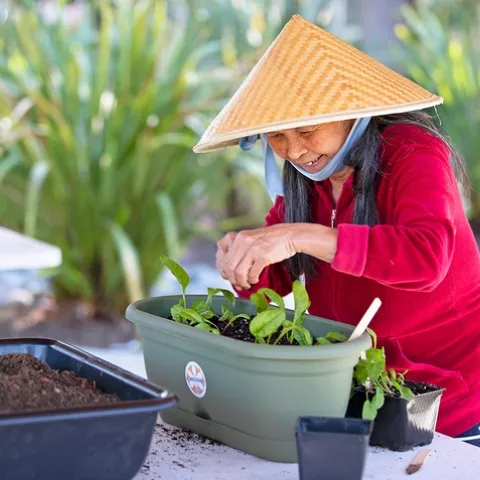 Gardening participant planting herbs