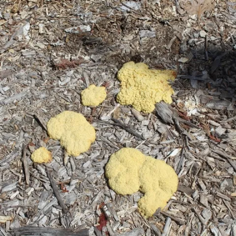 photos by Brenda Altman