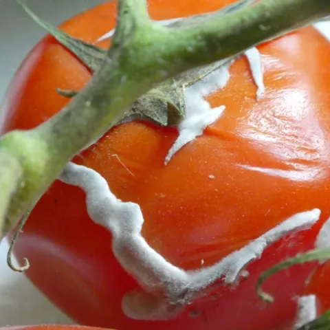 photos by Launa Herrmann