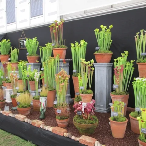 Carnivorous plant display