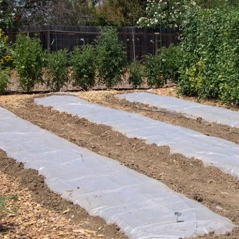 Clear plastic is laid over planting beds to elevate soil temperatures. (Credit: K Windbiel-Rojas)