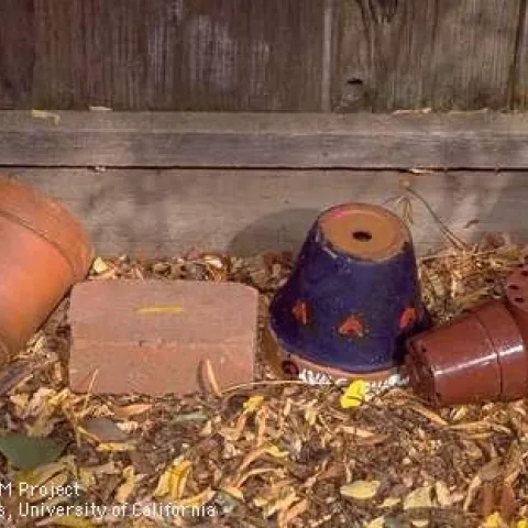 Reduce breeding habitats for mosquitoes by dumping standing water from flower pots or storing them upside down so they do not collect water.<br>(Credit: Jack Kelly Clark)