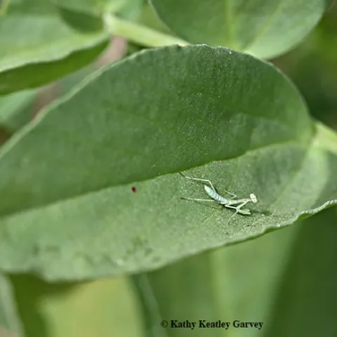 First-instar praying mantis, Stagmomantis limbata, as identified by UC Davis praying mantis expert and entomology student Lohit Garikpati. Photograph taken May 13 in Vacaville, Calif. (Photo by Kathy Keatley Garvey)