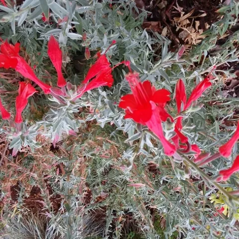 Photo By Polly Nelson