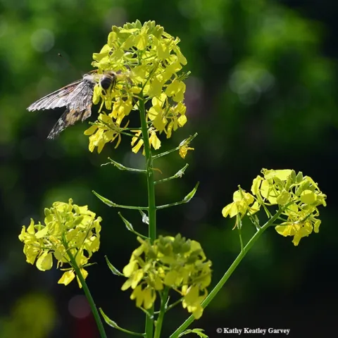 A honey bee and a Painted Lady share a mustard blossom in Vacaville, Calif. (Photo by Kathy Keatley Garvey)