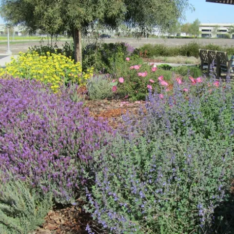 Low water use landscape. (Karrie Reid, UCCE San Joaquin)
