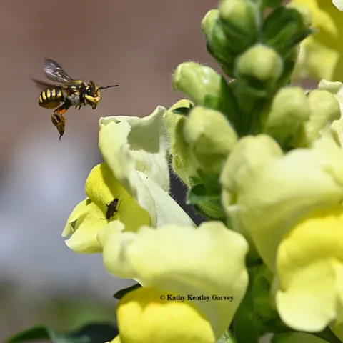 A male European wool carder bee patrolling snapdragons in Vacaville, Calif. (Photo by Kathy Keatley Garvey)