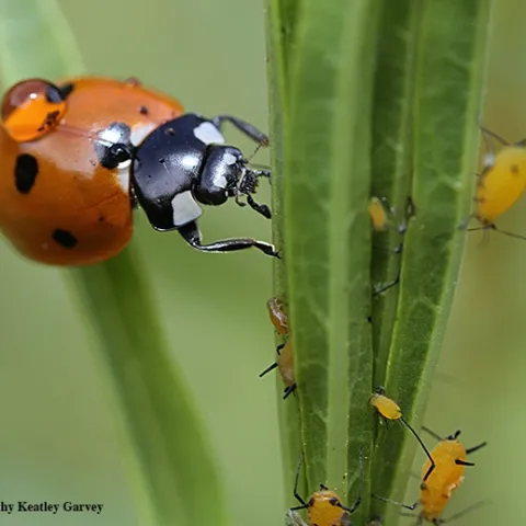A lady beetle, aka ladybug, ready to devour aphids, its primary food source. Image taken in Vacaville, Calif. (Photo by Kathy Keatley Garvey)
