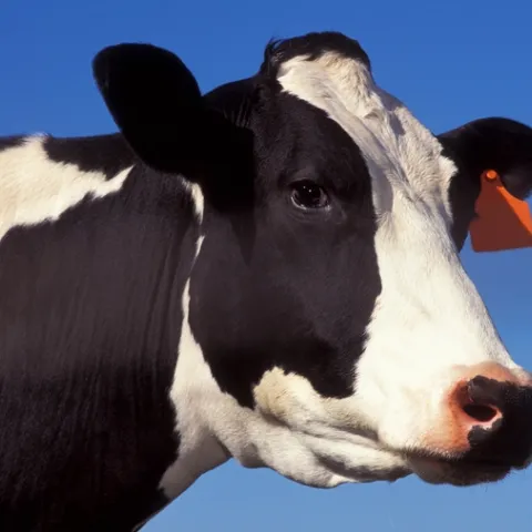 In dairies with milking robots, cows voluntarily walk into a sophisticated, computerized box when they are ready for milking.