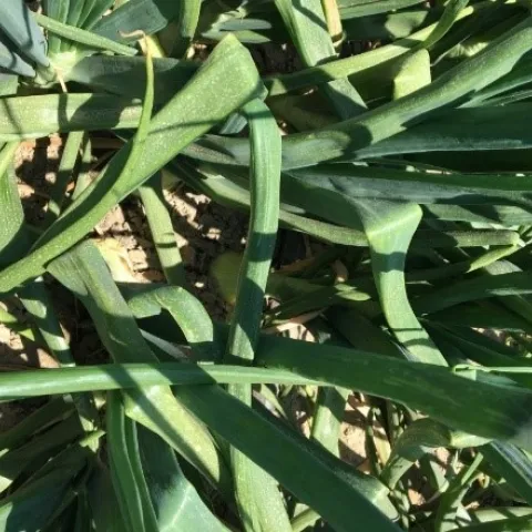 Bending of leaves in prometryn treatment