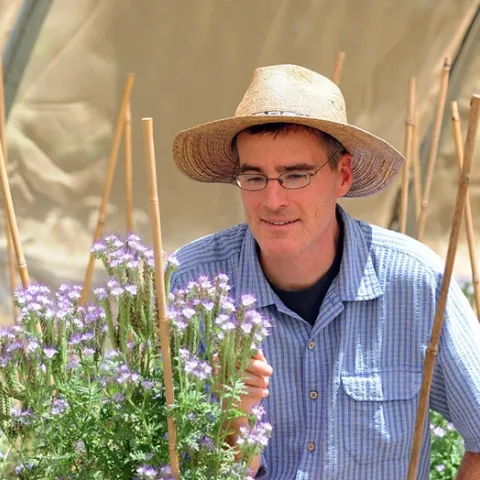 UC Davis Pollination ecologist Neal Williams working on a research project on blue orchard bees in a hoop house at the Harry H. Laidlaw Jr. Honey Bee Research Facility. (Photo by Kathy Keatley Garvey)
