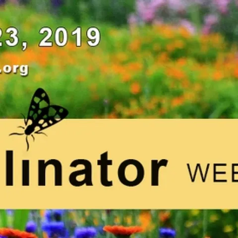 pollinator week