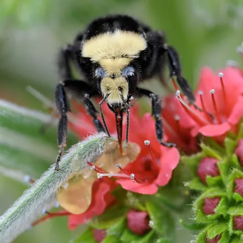 A yellow-faced bumble bee,Bombus vosnesenskii, foraging on a tower of jewels, Echium wildpretii, in Vacaville, Calif. (Photo by Kathy Keatley Garvey)