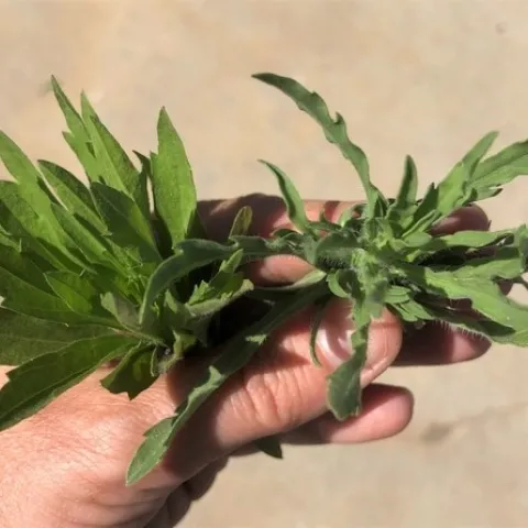 horseweed and fleabane compare