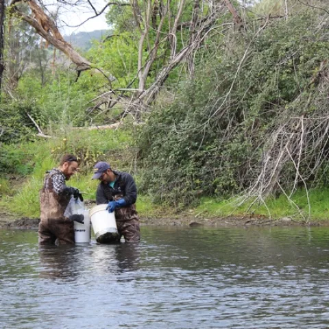 John Miskella (left) and Rui Adachi sampling for curlyleaf pondweed in Putah Creek. Photo: Sara Ohadi.