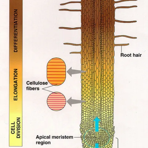 A root tip showing the microscopic zones of where cells divide, elongate and form specialized cells such as root hairs.