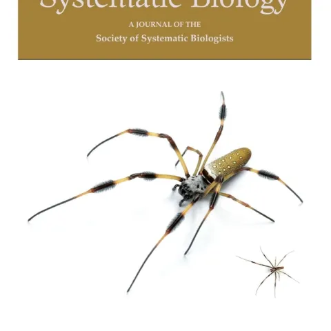 A female Trichonephila clavipes (formerly Nephila clavipes) is a giant compared to her small male (below). The research covers a complex pattern of sexual size dimorphism in this group of spiders, family Nephilidae. (Image copyright by Chris Hamilton, University of Idaho)