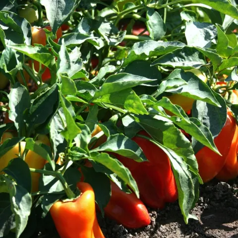 Sweet peppers in the field, photo by Brenda Dawson of UCANR