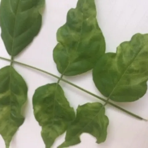 Wisteria Mosaic vine virus