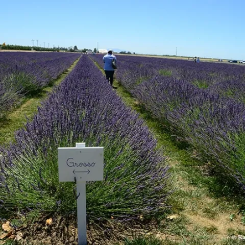 The six-acre lavender fields on the Araceli Farms, on the outskirts of Dixon, glow during the Lavender Festival. (Photo by Kathy Keatley Garvey)